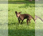 Small #3 Mutt