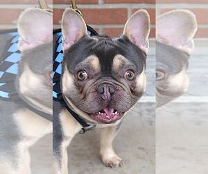 French Bulldog Dogs for adoption in Carrollton, TX, USA