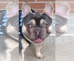 Small French Bulldog
