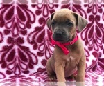 Small Photo #3 Cane Corso Puppy For Sale in CLAY, PA, USA