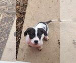 Small Photo #1 Borador Puppy For Sale in Plainfield, IL, USA