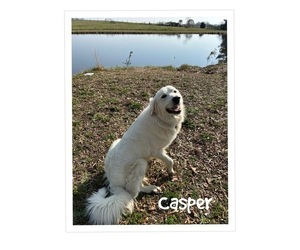 Father of the Great Pyrenees puppies born on 04/02/2025