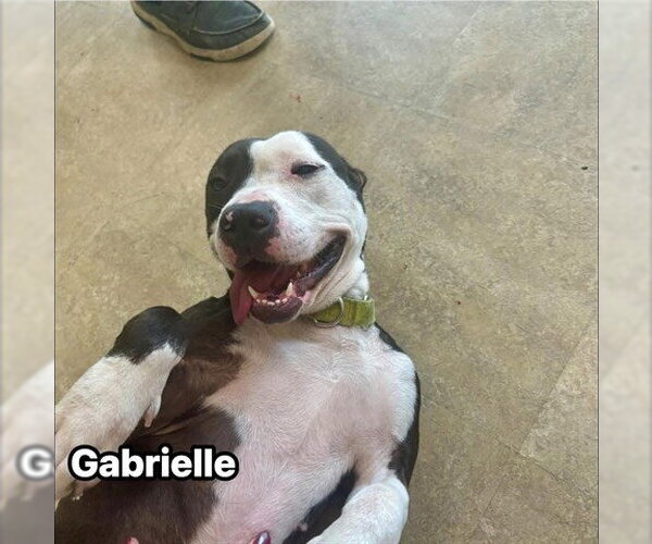 Medium Photo #2 Mutt Puppy For Sale in Akron, OH, USA