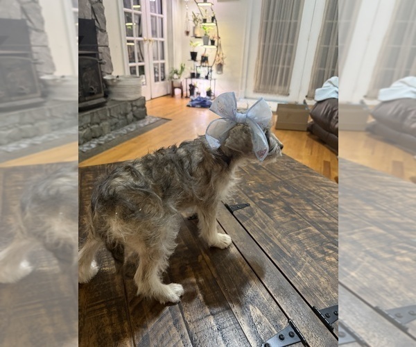 Medium Photo #5 Schnoodle (Miniature) Puppy For Sale in DINWIDDIE, VA, USA