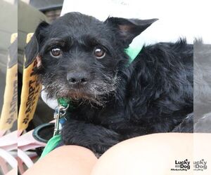 Liam - Male Mutt Dog for Adoption - Photo #5