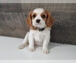 Small #5 Cavalier King Charles Spaniel