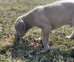Small Photo #5 Great Dane Puppy For Sale in ROCKWELL CITY, IA, USA