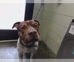 American Bulldog Dogs for adoption in Tulsa, OK, USA