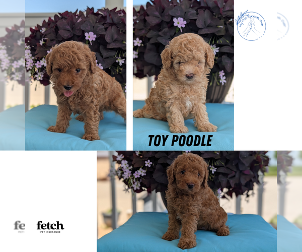 Medium Photo #11 Poodle (Toy) Puppy For Sale in GOSHEN, IN, USA