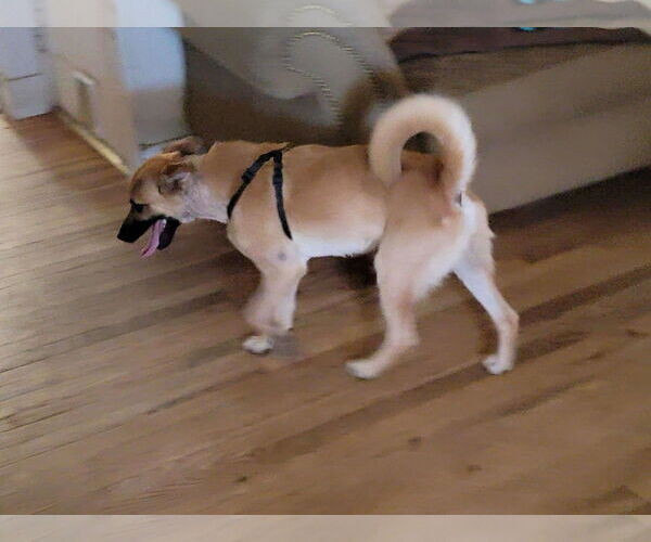 Medium Photo #4 Labrador Retriever Puppy For Sale in Poplar Bluff, MO, USA