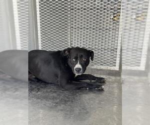Mastiff Dogs for adoption in Bakersfield, CA, USA