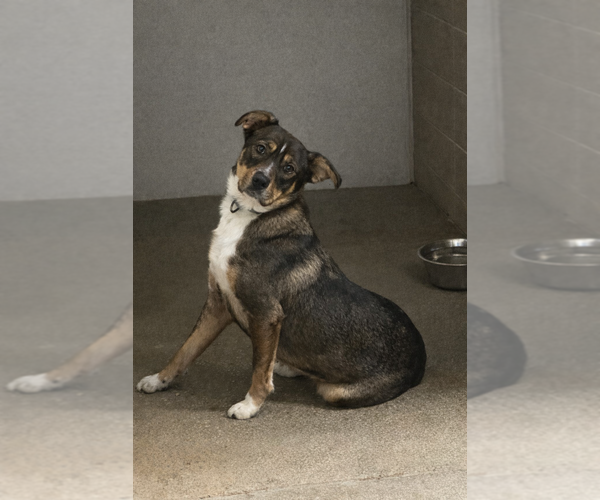 Medium Photo #6 Catahoula Leopard Dog-Unknown Mix Puppy For Sale in Evansville, IN, USA