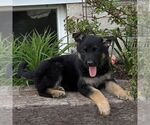 Small German Shepherd Dog
