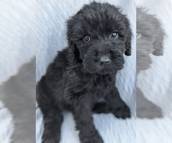 Medium Photo #1 Goldendoodle Puppy For Sale in TEMECULA, CA, USA