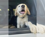 Small #9 Great Pyrenees