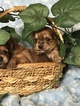 Small Photo #20 Yorkshire Terrier Puppy For Sale in KYLE, TX, USA