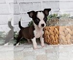 Small #17 Chihuahua