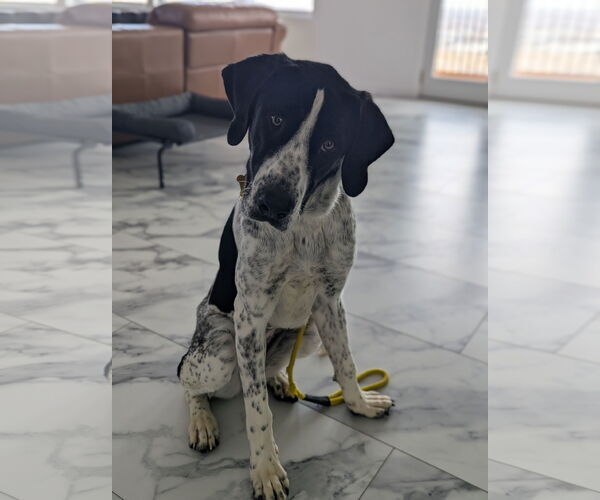 Medium Photo #2 Mutt Puppy For Sale in Sandy, UT, USA