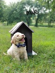 Labradoodle-Unknown Mix Puppy for sale in DYERSVILLE, IA, USA