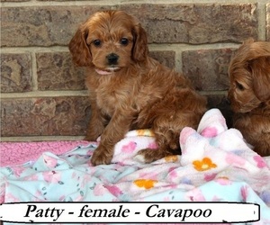 Cavapoo Puppy for sale in CLARKRANGE, TN, USA