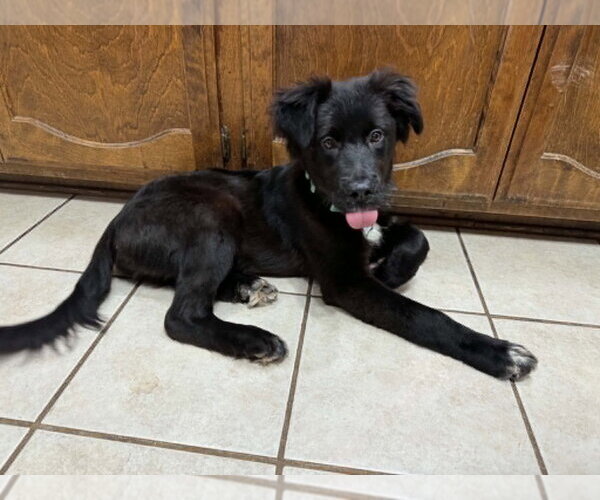 Medium Photo #1 Mutt Puppy For Sale in Boston, MA, USA