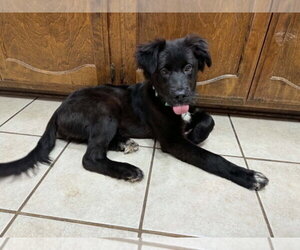 Mutt Dogs for adoption in Boston, MA, USA