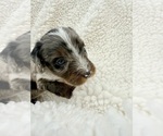 Small #8 Aussie-Poo-Bernedoodle Mix