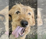 Small #3 Goldendoodle