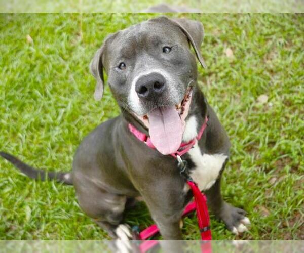 Medium Photo #2 American Pit Bull Terrier-Neapolitan Mastiff Mix Puppy For Sale in Tallahassee, FL, USA