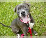 Small #1 American Pit Bull Terrier-Neapolitan Mastiff Mix