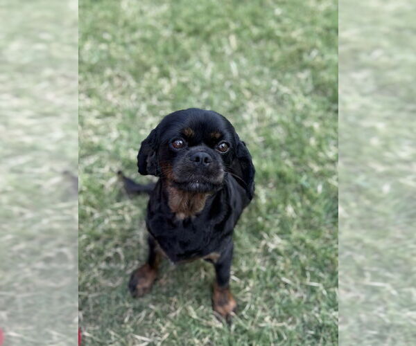 Medium Photo #2 Spaniel-Unknown Mix Puppy For Sale in OKLAHOMA CITY, OK, USA