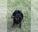 Small #1 Spaniel Mix