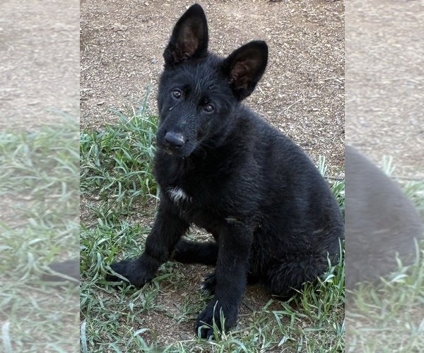 Medium Photo #3 German Shepherd Dog Puppy For Sale in NEWVILLE, PA, USA