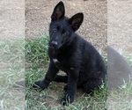 Small #2 German Shepherd Dog