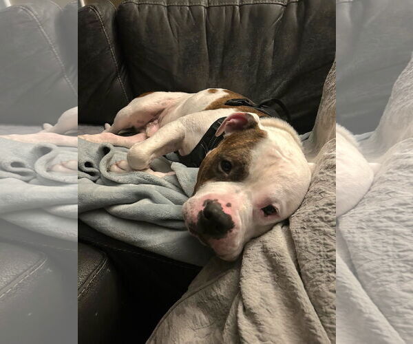 Medium Photo #4 American Pit Bull Terrier-Unknown Mix Puppy For Sale in St. Louis Park, MN, USA
