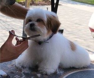 Shih Tzu Puppy for sale in KISSIMMEE, FL, USA