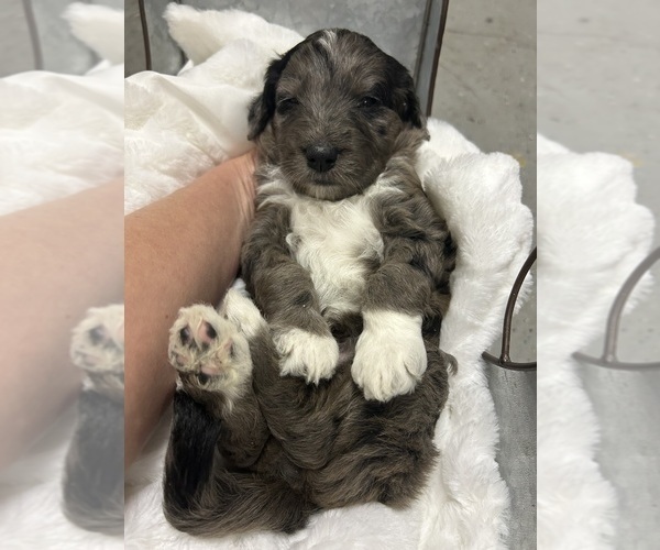 Medium Photo #8 Aussiedoodle Puppy For Sale in PASCAGOULA, MS, USA