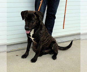 Labrador Retriever Dogs for adoption in Louisville, KY, USA