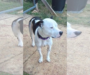 Emma aka Little Dog: Not at shelter (Ron) - Female Mutt Dog for Adoption - Photo #2