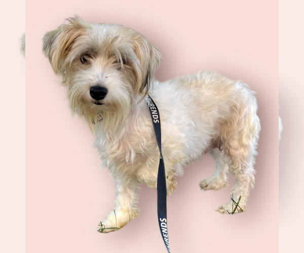 Medium Photo #1 Havanese-Unknown Mix Puppy For Sale in Rockville, MD, USA