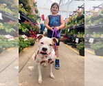 Small #5 American Pit Bull Terrier Mix