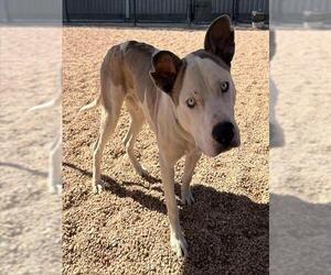 Mutt Dogs for adoption in Brighton, CO, USA