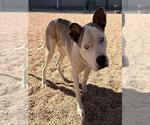 *LEMUR - Male Mutt Dog for Adoption - Small photo