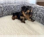 Small Photo #11 Yorkshire Terrier Puppy For Sale in HALLANDALE BEACH, FL, USA