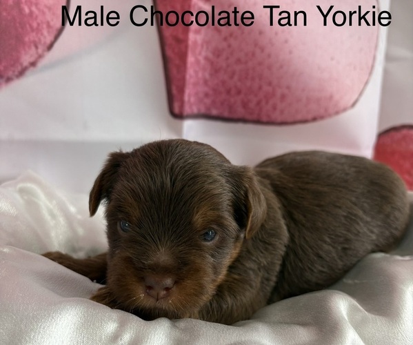 Medium Photo #1 Yorkshire Terrier Puppy For Sale in CENTER HILL, FL, USA