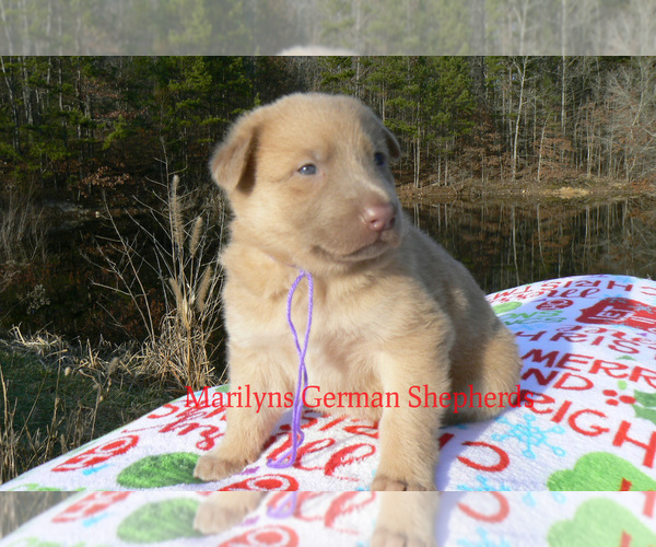 Medium Photo #6 German Shepherd Dog Puppy For Sale in PIEDMONT, MO, USA