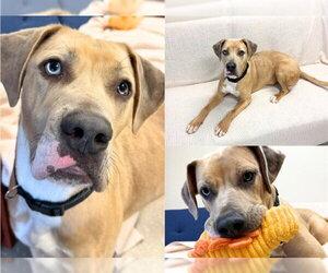 Great Dane-Unknown Mix Dogs for adoption in Fort Wayne, IN, USA