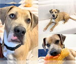 BRONCO - Male Great Dane-Unknown Mix Dog for Adoption - Small photo