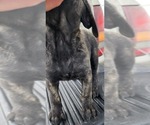 Small Photo #8 Mastiff Puppy For Sale in PARIS, IL, USA