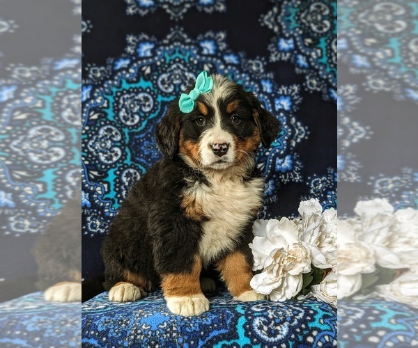 Medium Photo #3 Bernese Mountain Dog Puppy For Sale in NEW HOLLAND, PA, USA